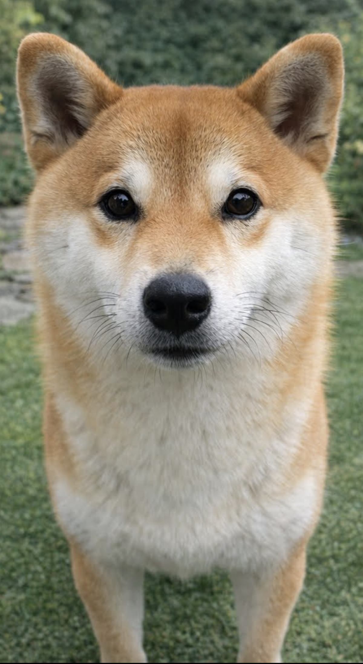 看板犬 あんず