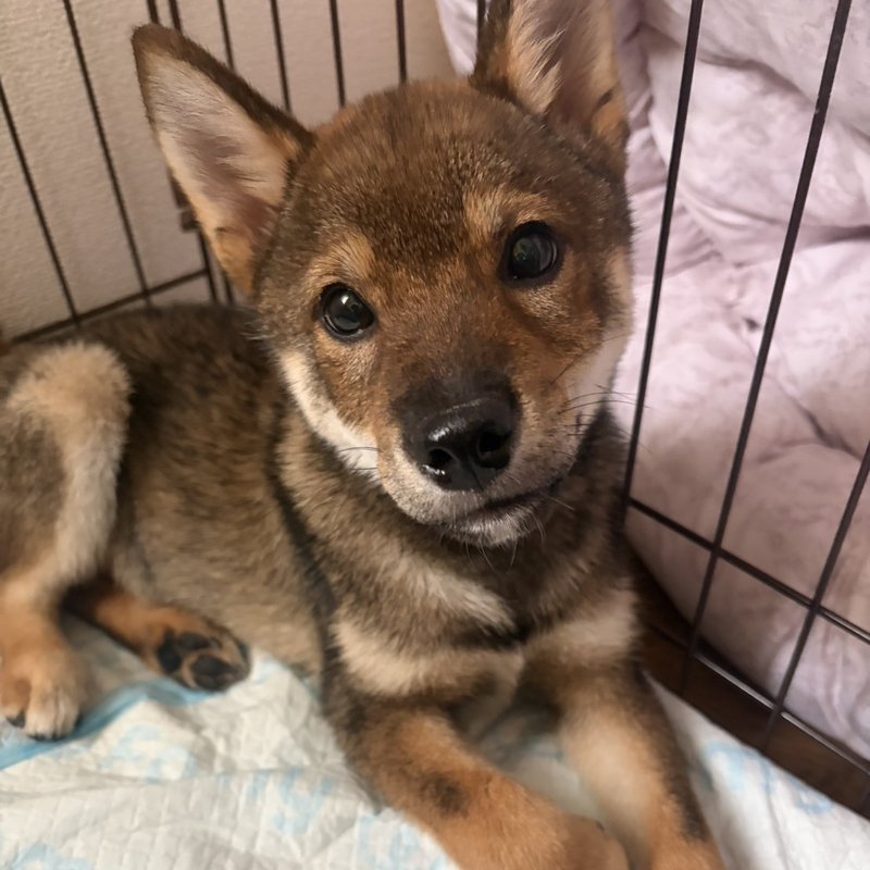 看板犬 ぽんず